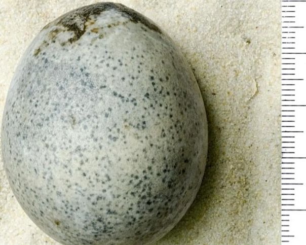В Великобритании обнаружили яйца возрастом 1700 лет